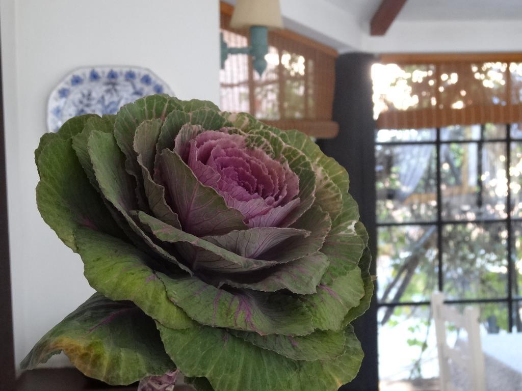 Posada De La Flor Colonia del Sacramento Cameră foto